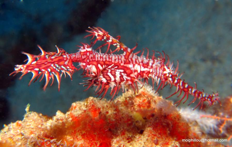 Ornate ghost pipefish