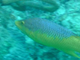 Rainbow fish - Boynton Beach