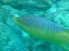 Rainbow fish - Boynton Beach