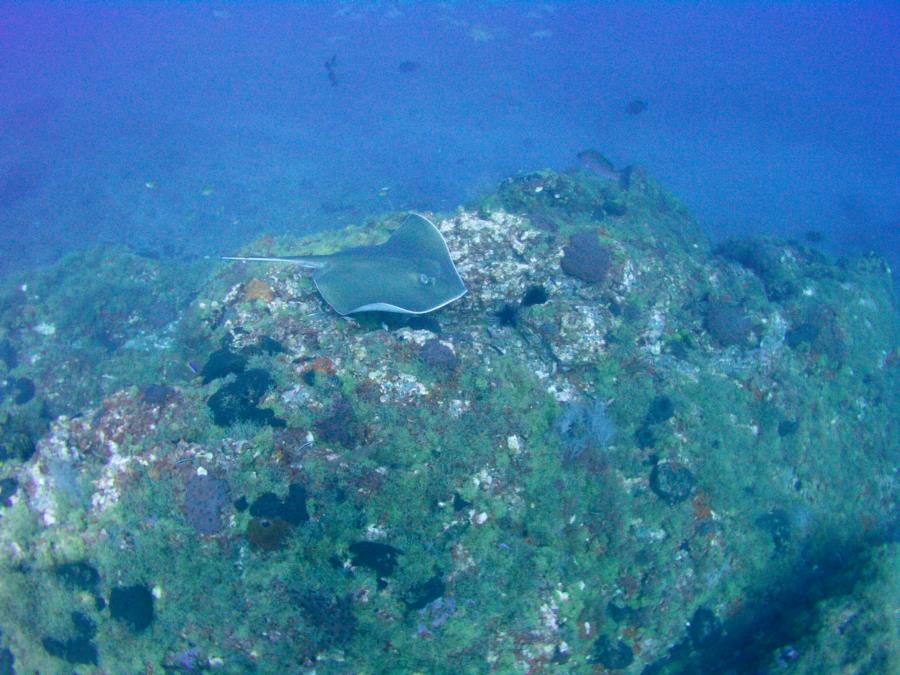 stingray