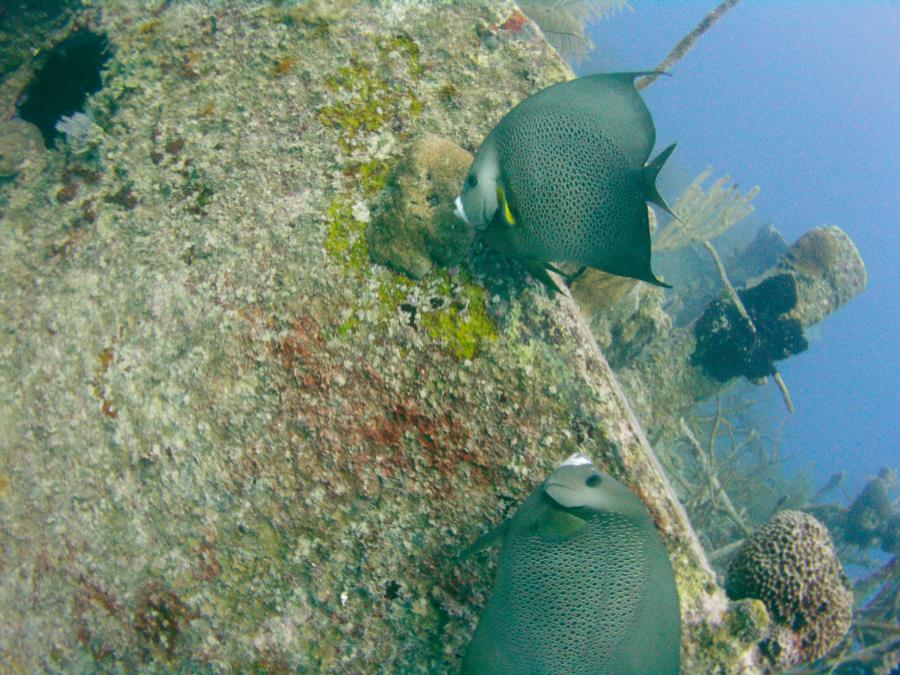 french angelfish