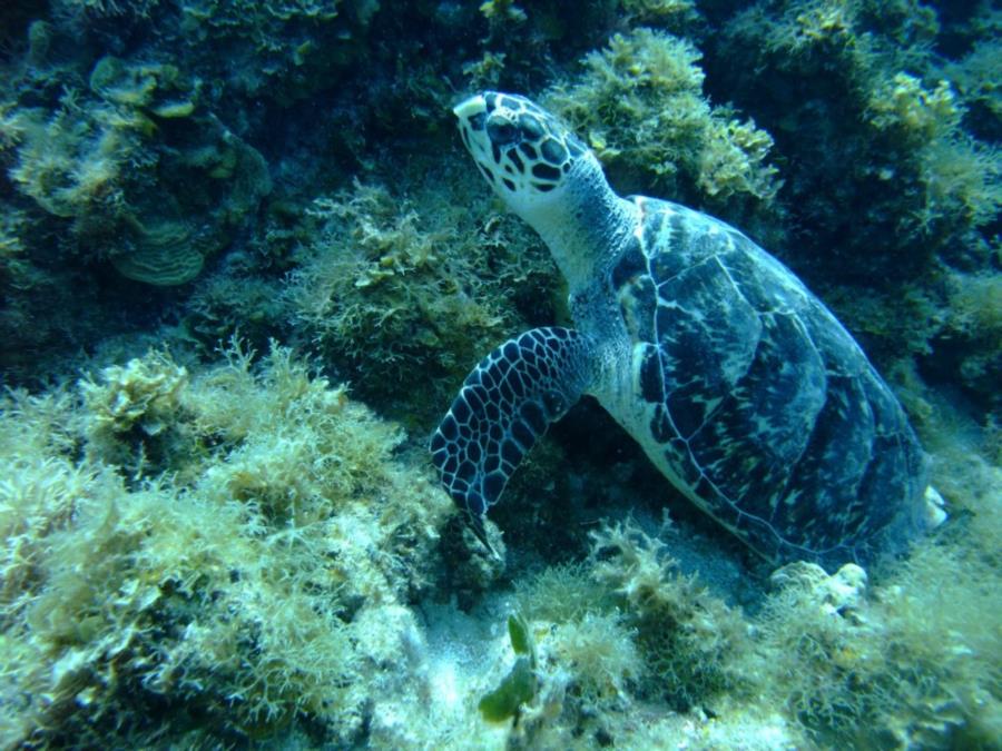 Sea turtle