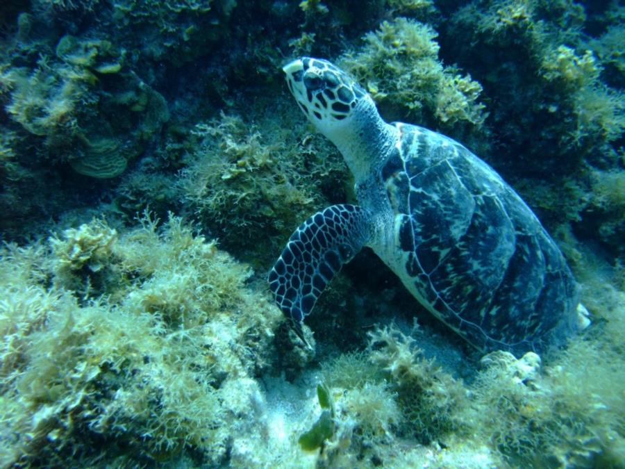 Sea turtle