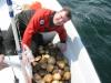 Scallops off my boat