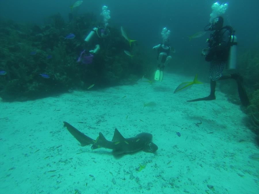 feeding the nurse sharks