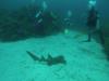 feeding the nurse sharks