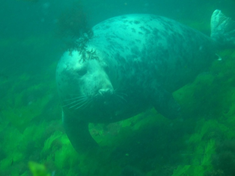 Seal Dive trip to New Hampshire