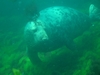 Seal Dive trip to New Hampshire