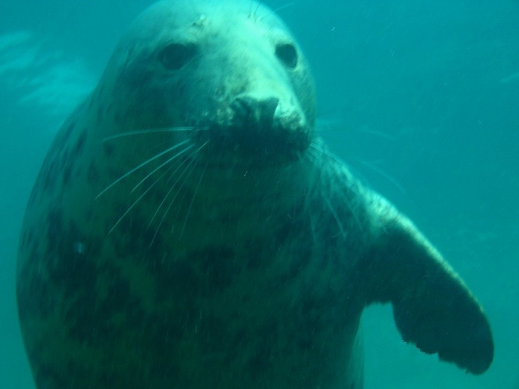 Seal Dive trip to New Hampshire