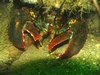 Lobster001
