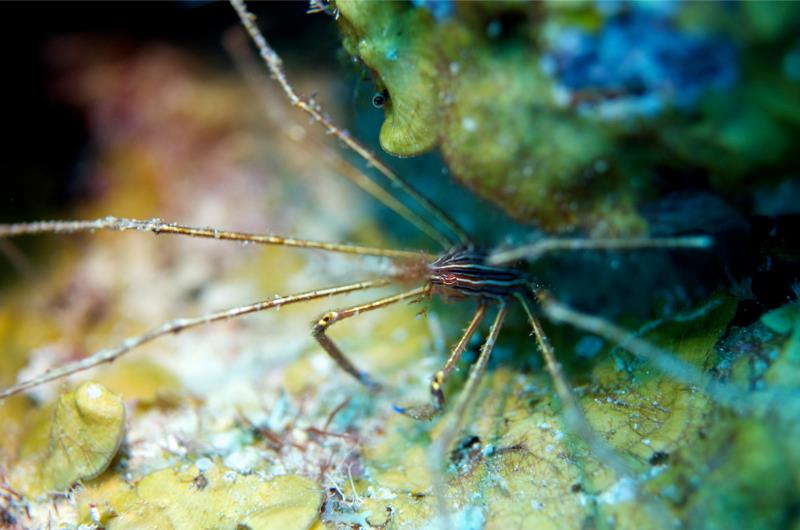 Arrow Crab (Curacao)