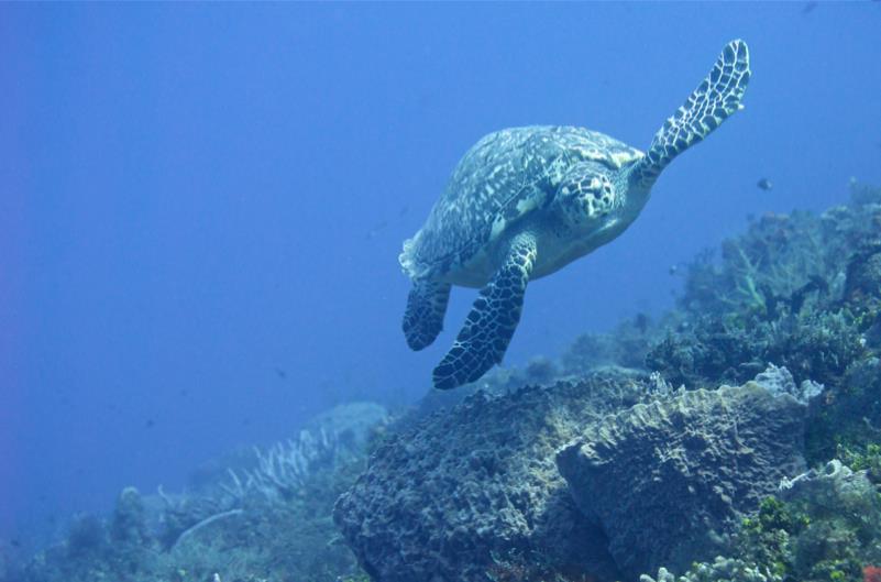Turtle (Cozumel)