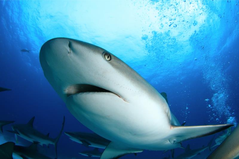 Shark (Bahamas)