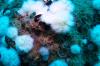 Seastars on oil rig (California)