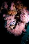 Anemones on oil rig (California)