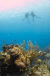 Divers (Turks & Caicos)
