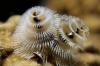 Christmas tree worm (? Dominica)