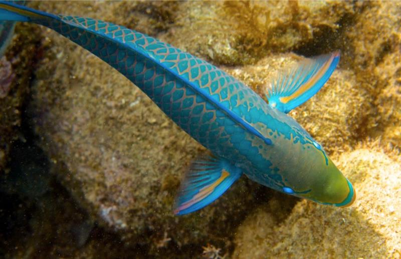 Fish (Curacao)