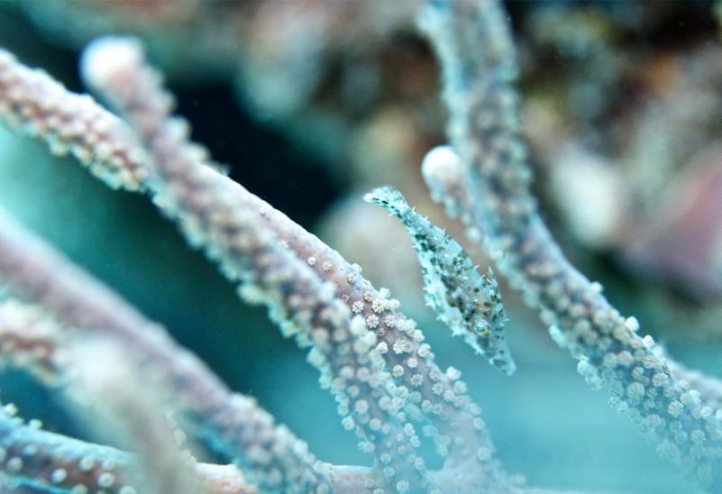 little fish in Gorgonian (Cozumel)