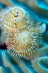 Brain coral & Christmas tree worms