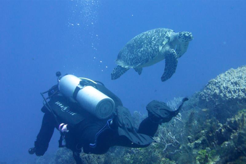 Big turtle & diver