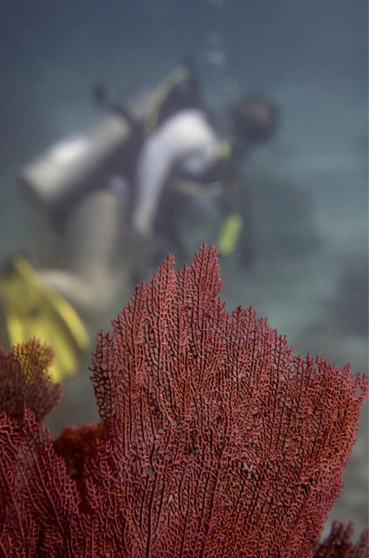 Fan & diver