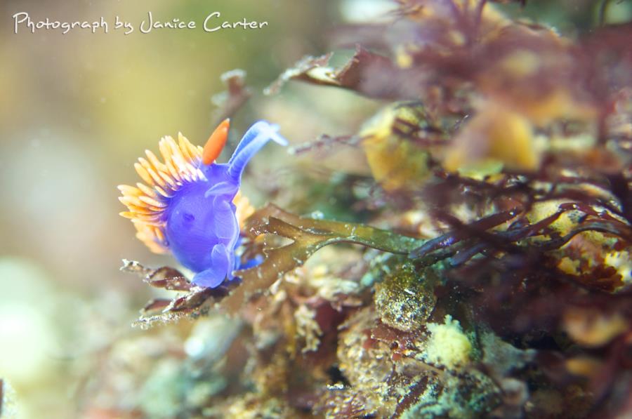 Chubby Punk Nudi