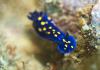 California Blue Dorid Nudibranch