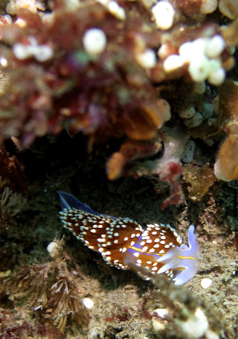 Nudi