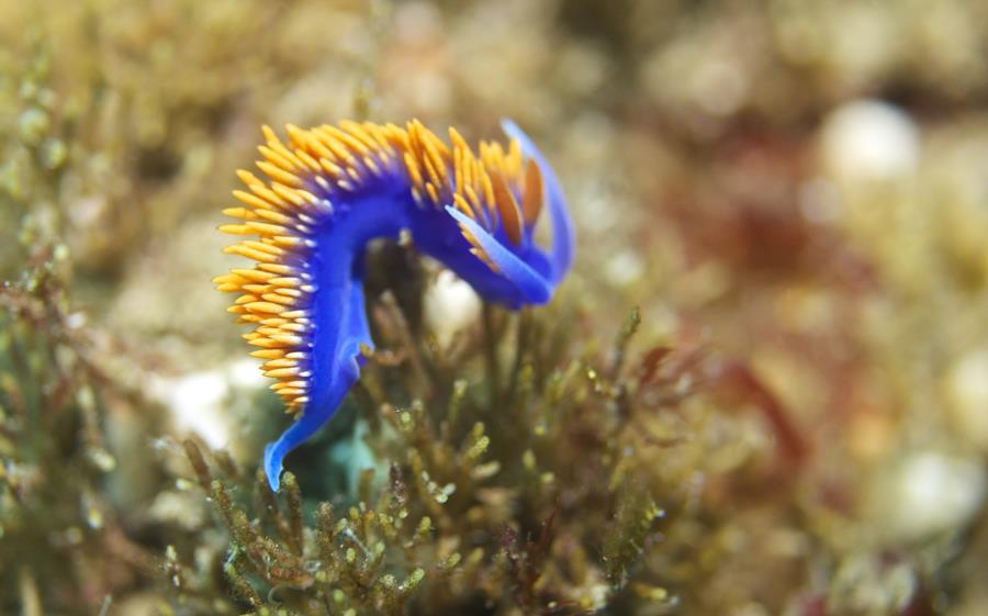 spanish shawl nudi