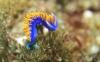 spanish shawl nudi