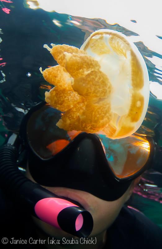 Jellyfish lake - Palau