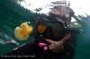 Jellyfish lake - Palau