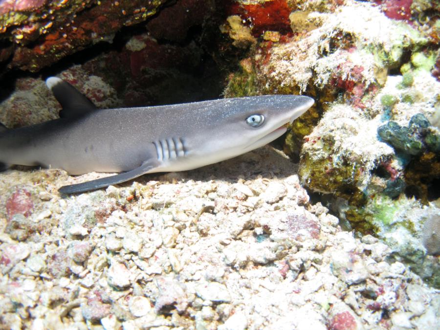 Reef Shark