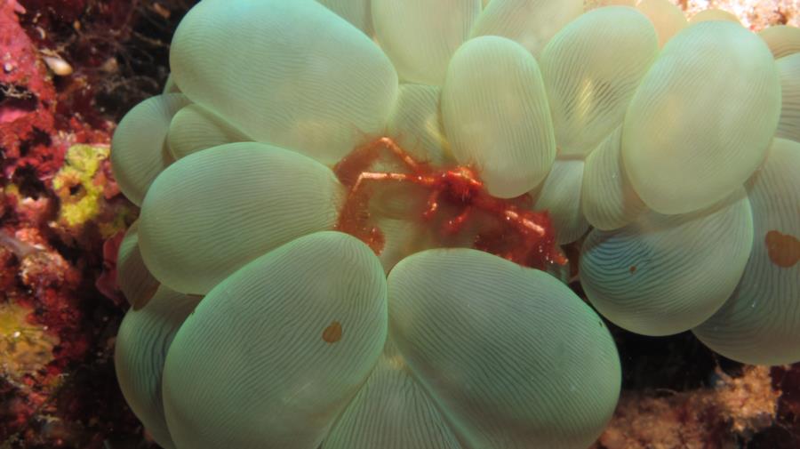 Orangutan Crab