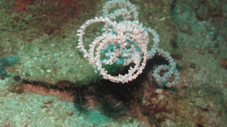 Spiraling sea whip