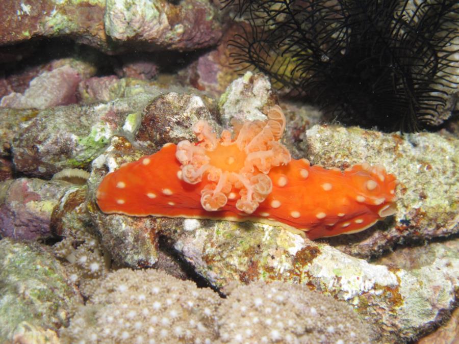 Huge Nudi