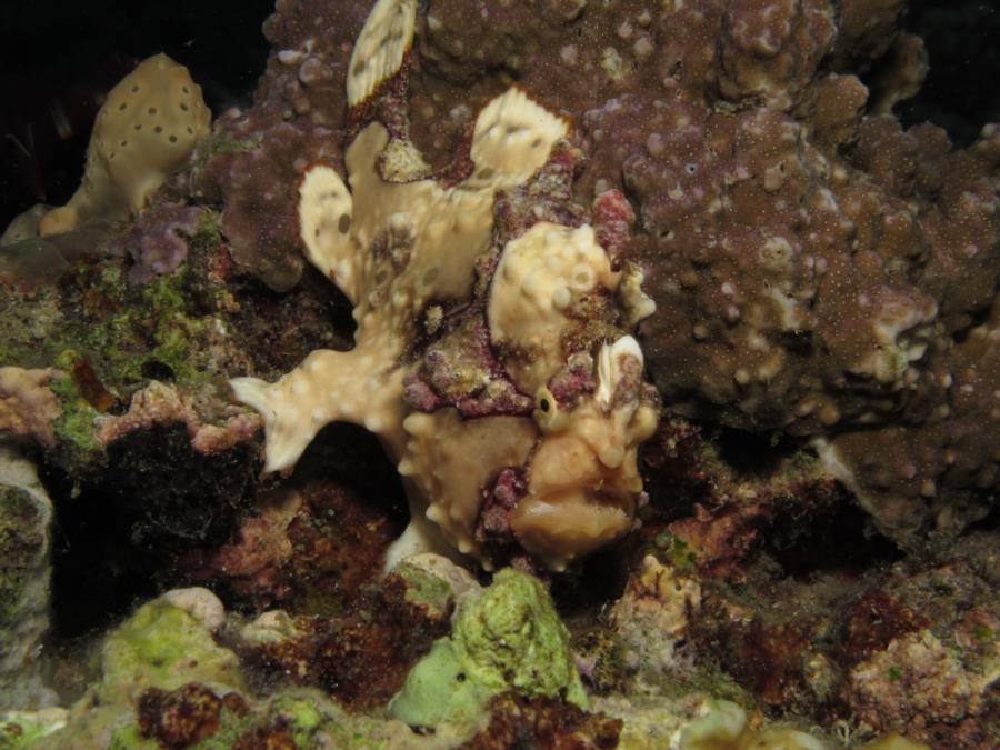 Frogfish