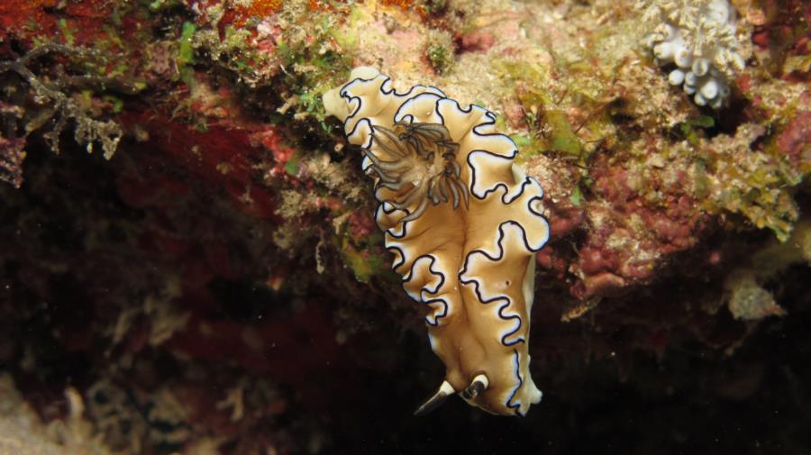 Another beautiful Nudi