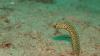 Taylor’s Garden Eel