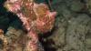 Giant Frogfish.