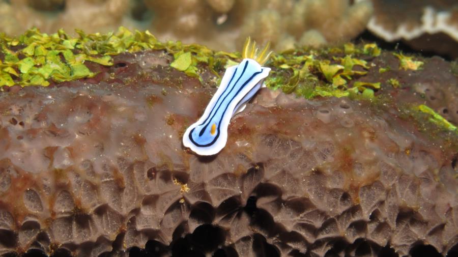 Defective nudibranch