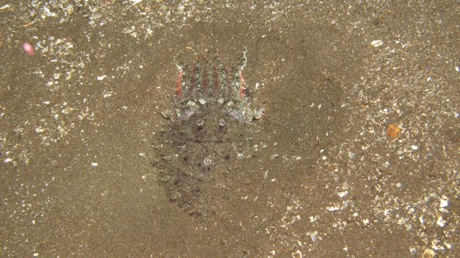 Flamboyant cuttlefish hiding in the sands at Dumaguete, Philippines