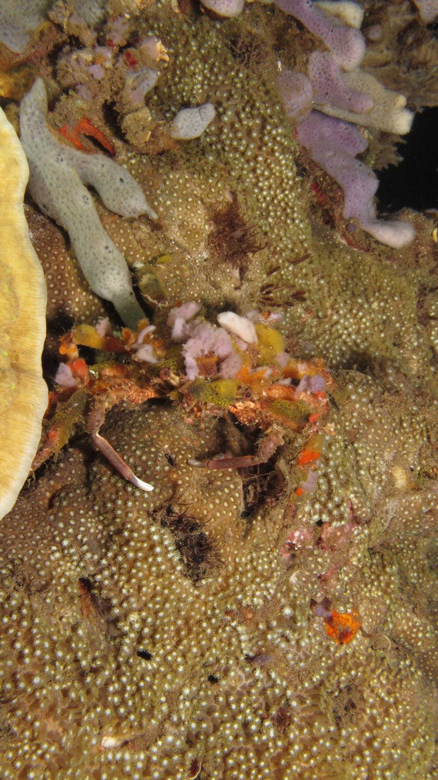 Decorator Crab