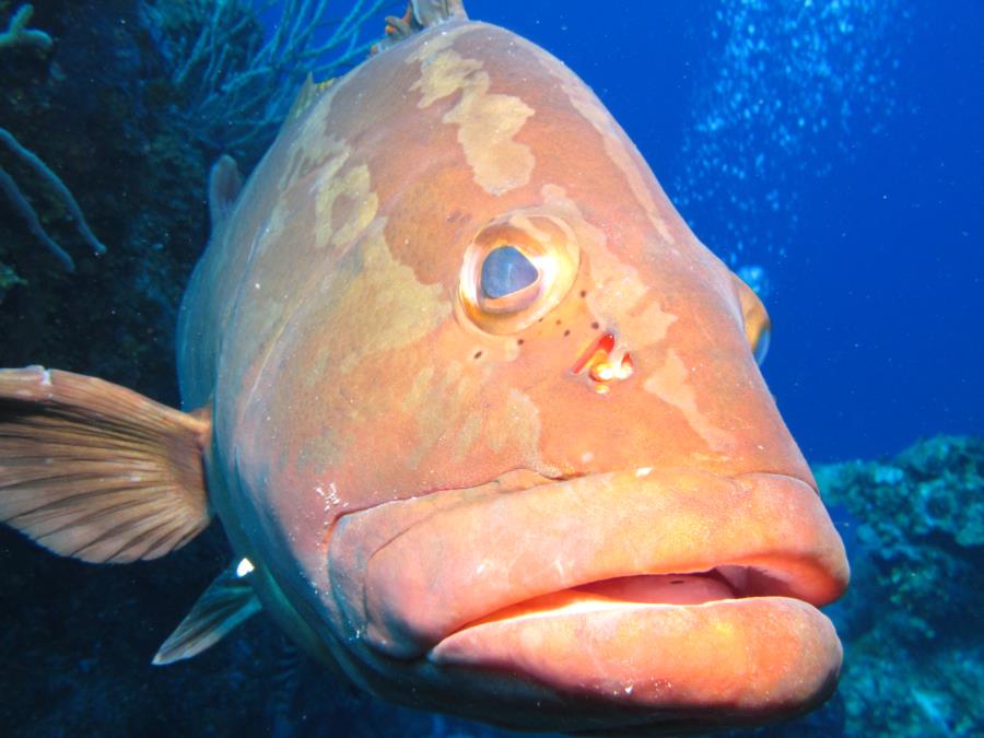 Another very friendly grouper