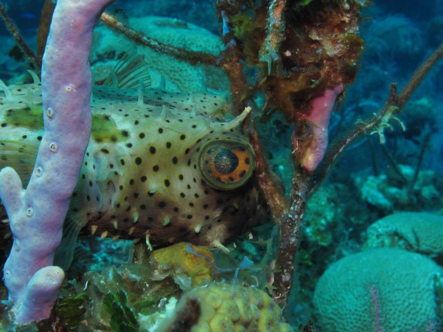 Porcupine Puffer fish trying to hide