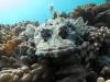 Crocodile fish off Komodo Island, Indonesia