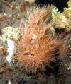 Hairy Frog Fish