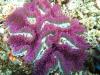 Cool coral in Komodo