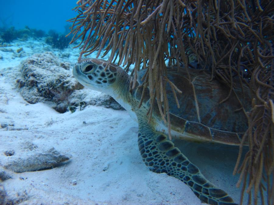 Turtle in Bonaire